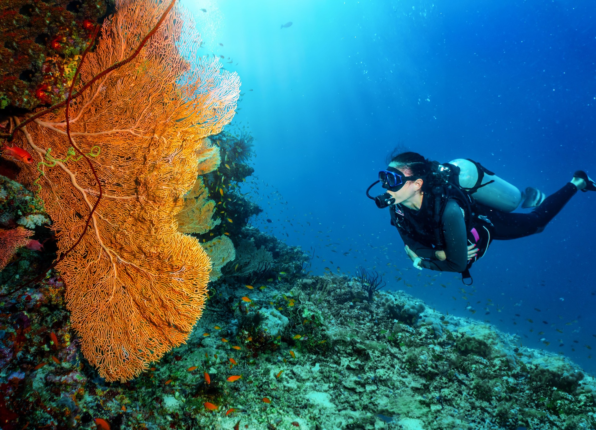 A scuba diver explores a colorful coral reef in the Indian Ocean